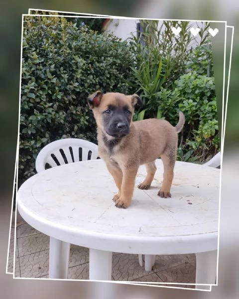 Cucciolata Pastore Belga Malinois Cosenza Catanzaro Crotone Reggio Calabria