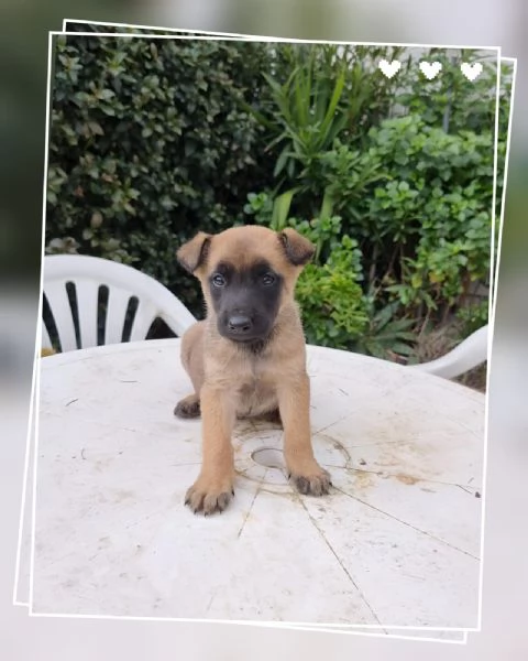Cucciolata Pastore Belga Malinois Cosenza Catanzaro Crotone Reggio Calabria | Foto 0