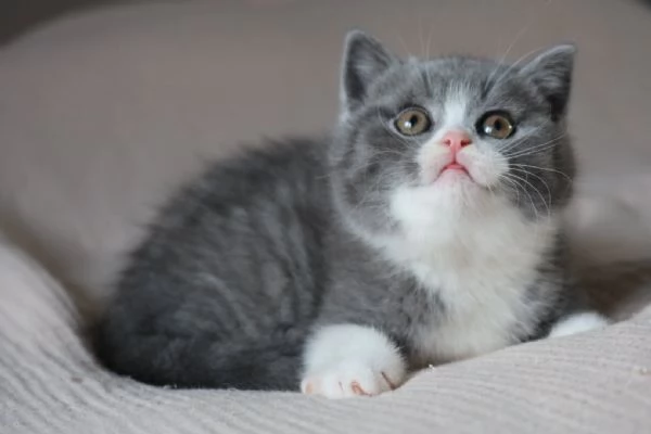 British Shorthair aspetta casa | Foto 0