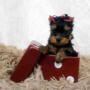 Cuccioli di Yorkie | Foto 0
