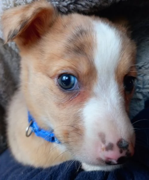 Cuccioli meticci  | Foto 0