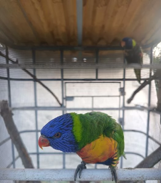 Coppia sessata Lory Arcobaleno 