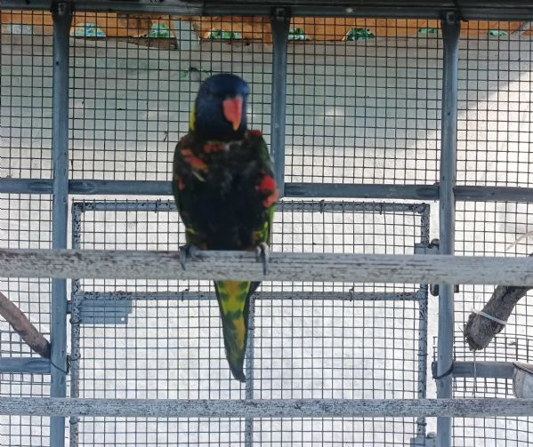 Coppia sessata Lory Arcobaleno  | Foto 2