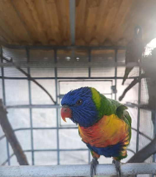 Coppia sessata Lory Arcobaleno  | Foto 1