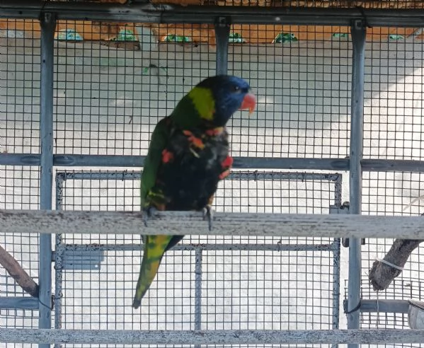 Coppia sessata Lory Arcobaleno  | Foto 0