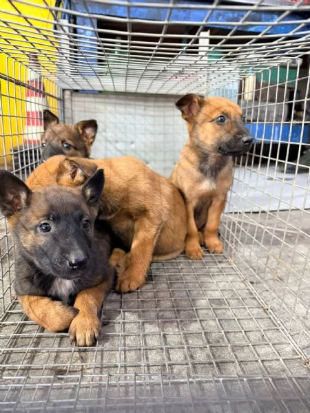 Cucciolo pastore belga mali nous  | Foto 2