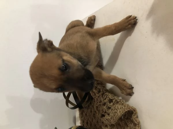 Cucciolo pastore belga mali nous  | Foto 1