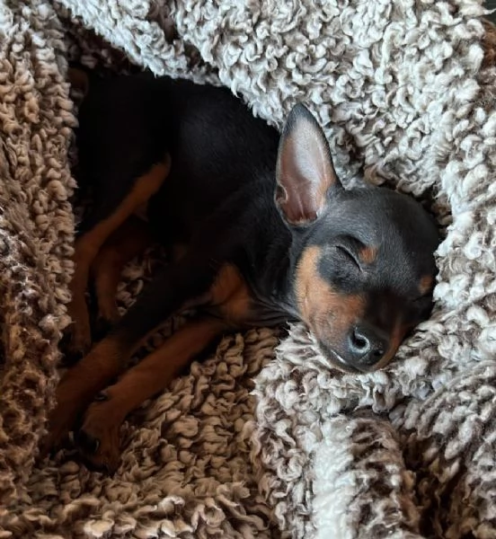 Pinscher/Pincher toy/RussianToy (zona BG) | Foto 6