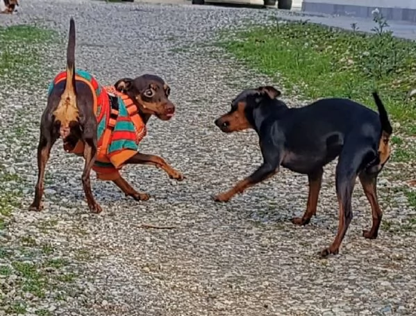 Pinscher/Pincher toy/RussianToy (zona BG) | Foto 5