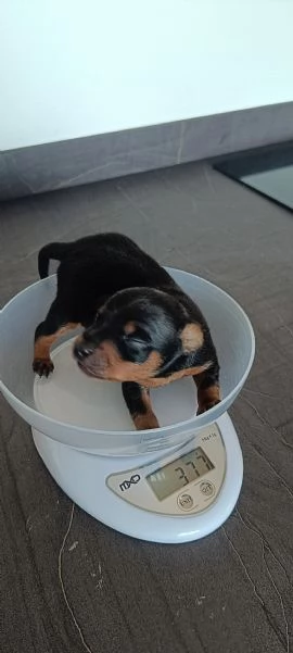 Pinscher/Pincher toy/RussianToy (zona BG) | Foto 4