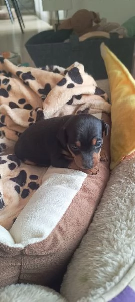 Pinscher/Pincher toy/RussianToy (zona BG) | Foto 3