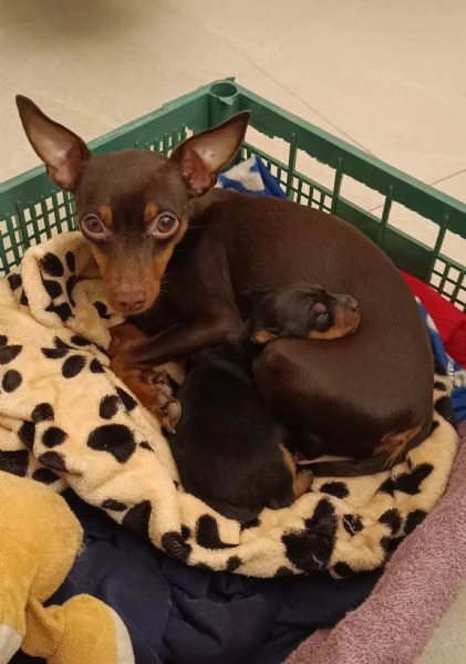 Pinscher/Pincher toy/RussianToy (zona BG) | Foto 2
