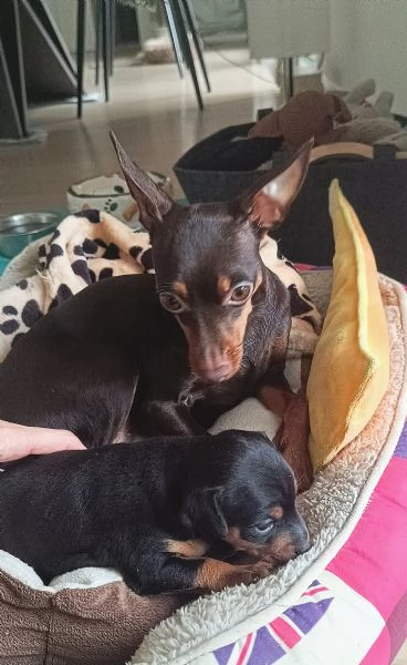 Pinscher/Pincher toy/RussianToy (zona BG) | Foto 1