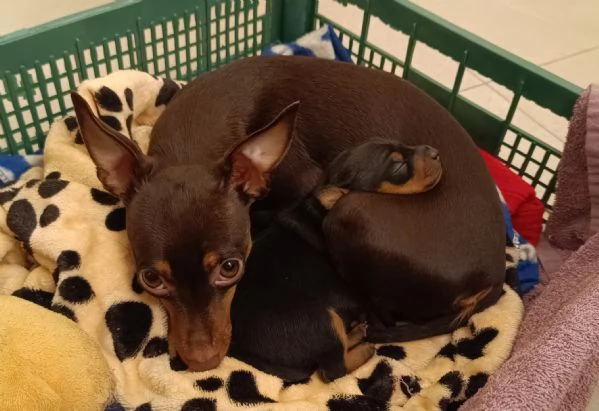 Pinscher/Pincher toy/RussianToy (zona BG) | Foto 0