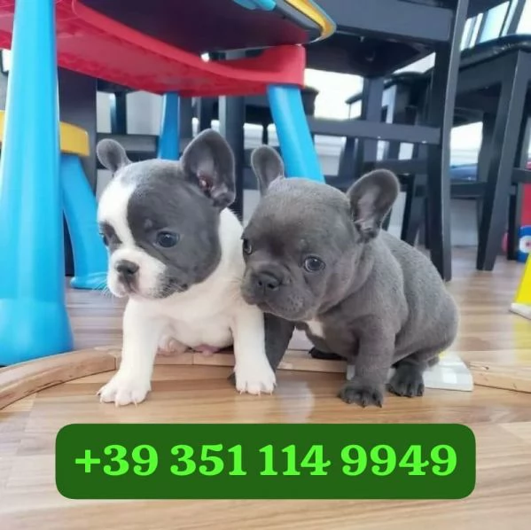  Cuccioli di Bulldog Franc&eacute;s maschi e femmine | Foto 2