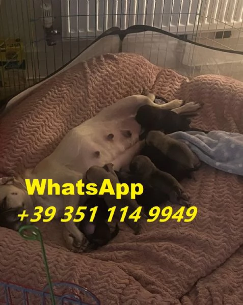 Regala cuccioli di Carlino maschio e femmina | Foto 2