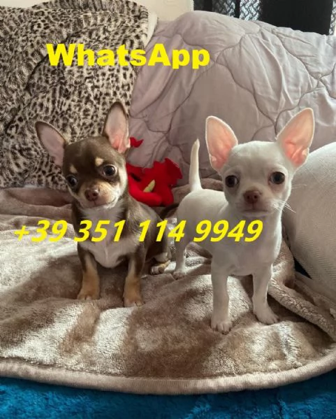 Regala cuccioli di Chihuahua maschio e femmina