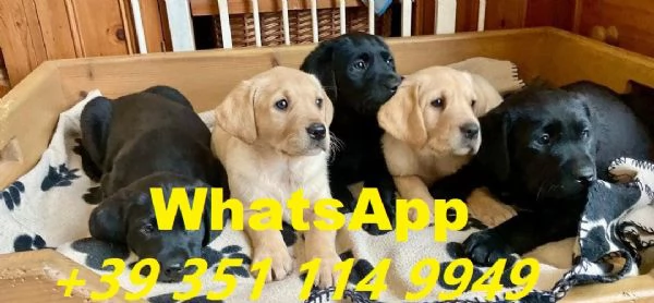 Regala cuccioli di Labrador maschio e femmina | Foto 1