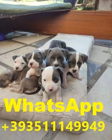 Regala cuccioli di Pitbull maschio e femmina | Foto 0