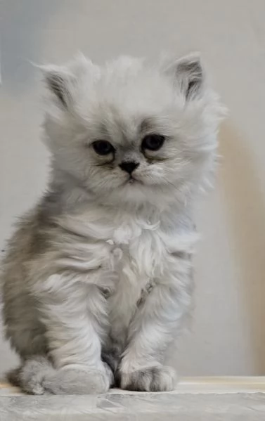 Cuccioli gatto Persiano Chinchilla Silver 