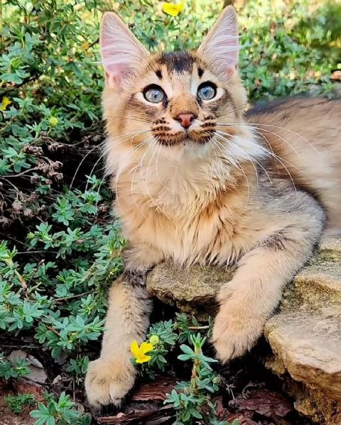 Disponibili due gattini esotici di Caracat | Foto 1