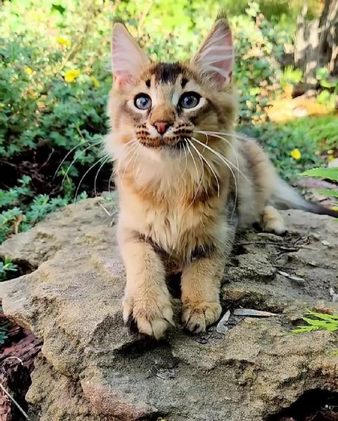 Disponibili due gattini esotici di Caracat