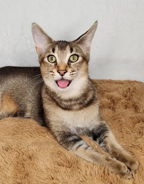 Due gattini esotici di Caracat