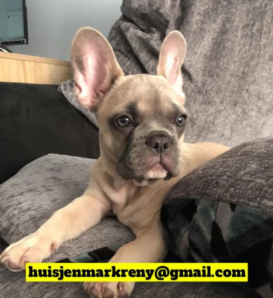 Sky, una fantastica femmina di Bulldog Francese