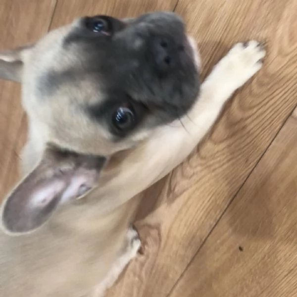 Sky, una fantastica femmina di Bulldog Francese | Foto 3