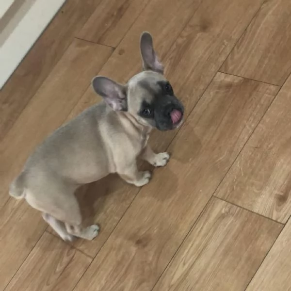 Sky, una fantastica femmina di Bulldog Francese | Foto 2