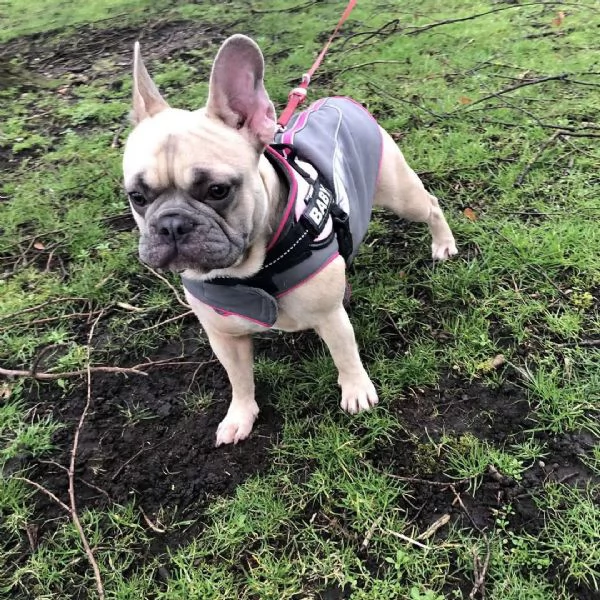 Sky, una fantastica femmina di Bulldog Francese | Foto 1