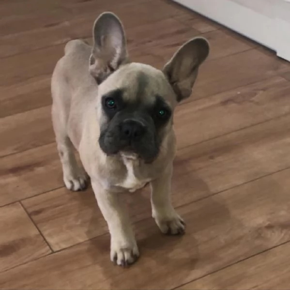 Sky, una fantastica femmina di Bulldog Francese | Foto 0