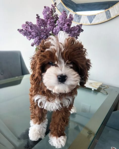 Meravigliosa Cavapoo con pedigree per una nuova casa