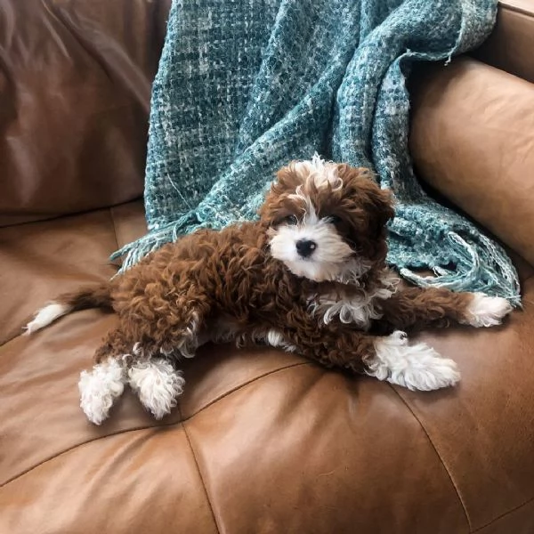 Meravigliosa Cavapoo con pedigree per una nuova casa | Foto 1