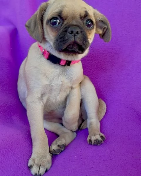 Meravigliosa cucciola di carlino femmina in cerca di una nuova casa per sempre | Foto 1