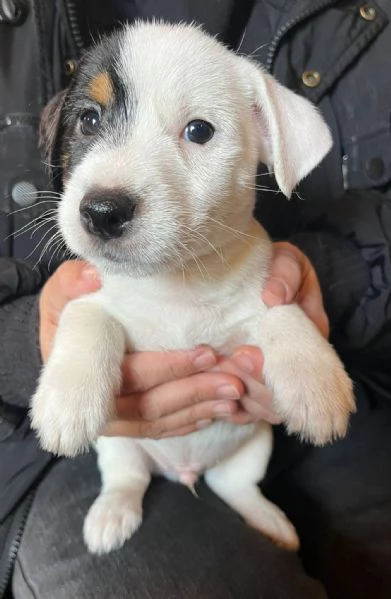 Cuccioli Jack Russell