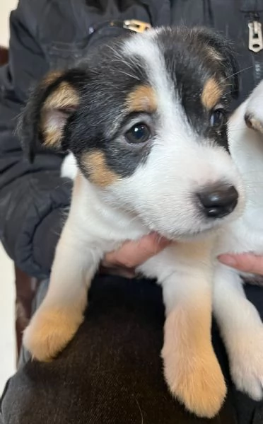 Cuccioli Jack Russell | Foto 0