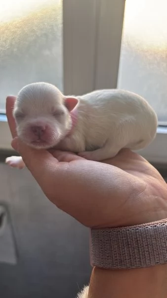 Maltese toy | Foto 1