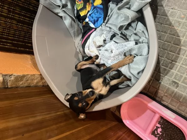 Pinscher  | Foto 1