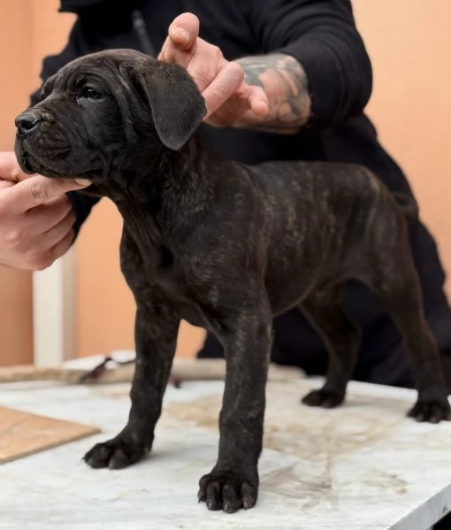 Cuccioli di cane corso | Foto 5