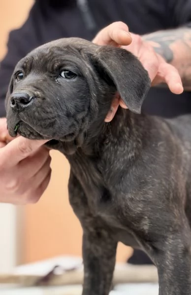 Cuccioli di cane corso | Foto 2