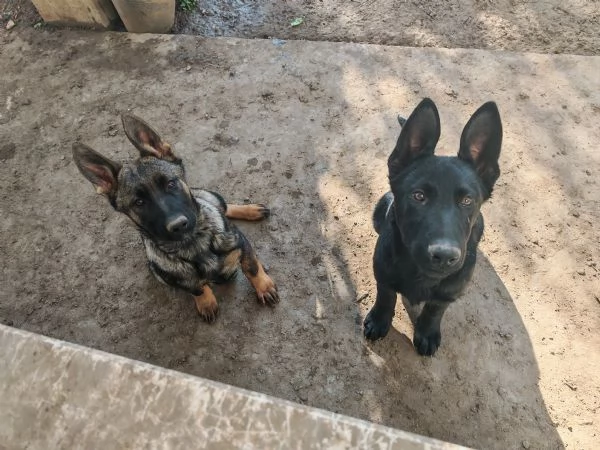 Pastore tedesco grigione 