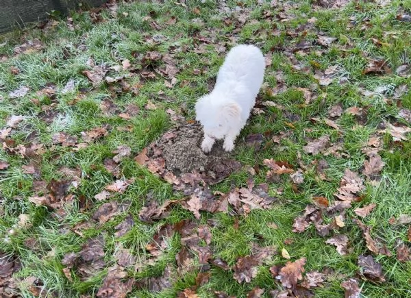 Cucciolo Lagotto romagnolo | Foto 2