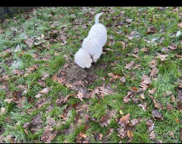 Cucciolo Lagotto romagnolo | Foto 0