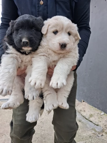 Regalo 2 cuccioli femmine Pastore Maremmano