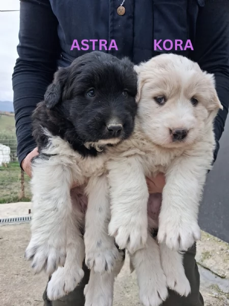 Regalo 2 cuccioli femmine Pastore Maremmano | Foto 3