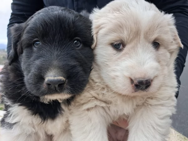 Regalo 2 cuccioli femmine Pastore Maremmano | Foto 2