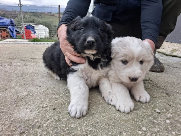 Regalo 2 cuccioli femmine Pastore Maremmano | Foto 0