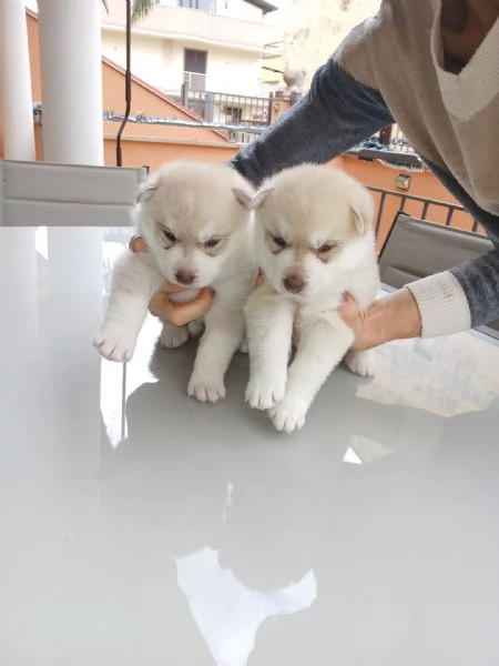 cuccioli husky con pedigree enci | Foto 3