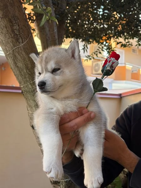 cuccioli husky con pedigree enci | Foto 2